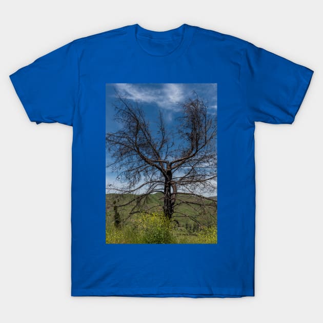 Tree burned by Malibu wildfires T-Shirt by AlexK